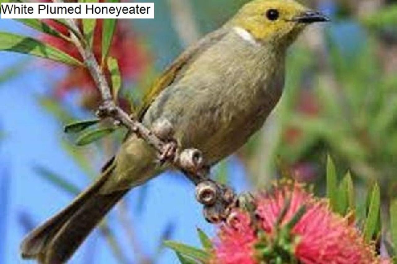 Flinders Ranges Holiday home Hawker